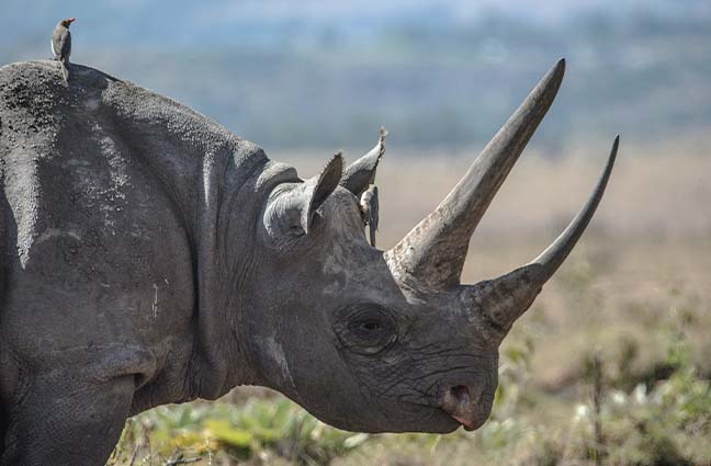 9 Days Tanzania Safari