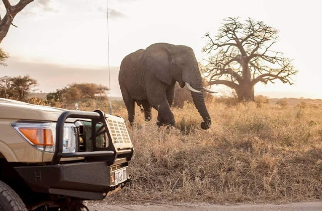 Safaris in Tanzania