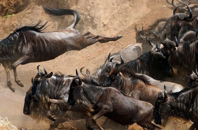 Safaris in Tanzania