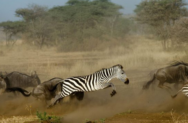 Safaris in Tanzania