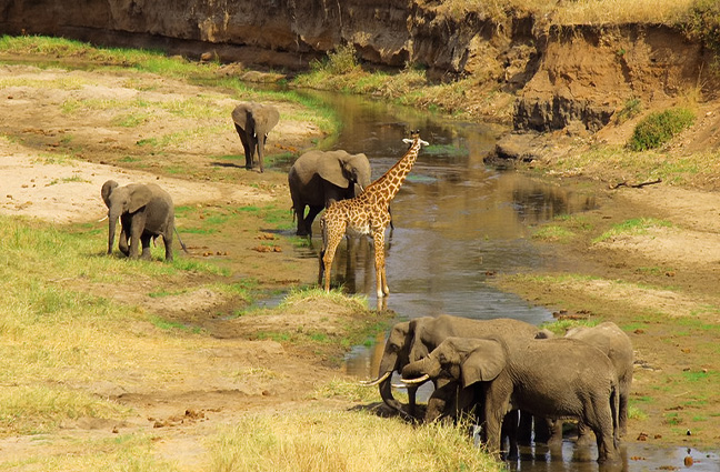 Safaris in Tanzania
