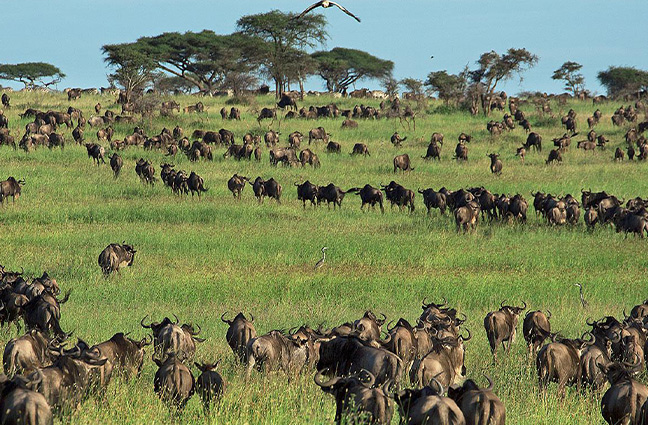 Safaris in Tanzania